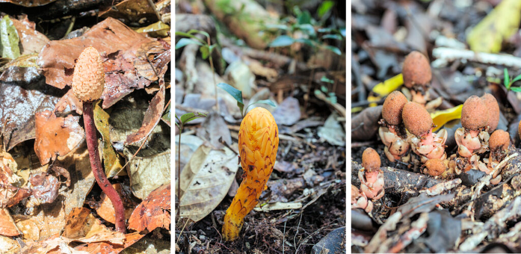Balanophoraceae de Guyane et de Nouvelle -Calédonie