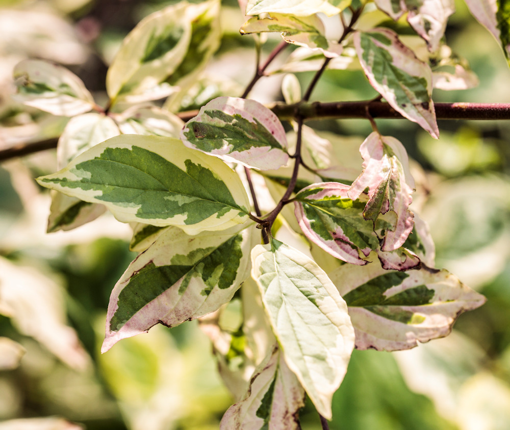 Cornus sanguinea 'Molinarie'