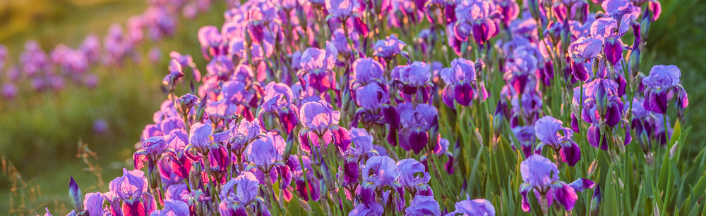 Les iris à Molinarie