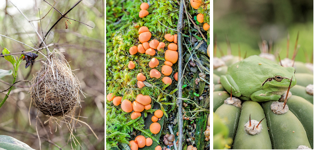 Nid de mésange rémiz, Myxomycète Lycogala epidendrum, et rainette méridionale sur un cactus à Molinarie