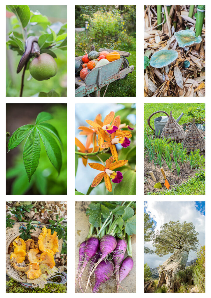 portfolio de photos diverses