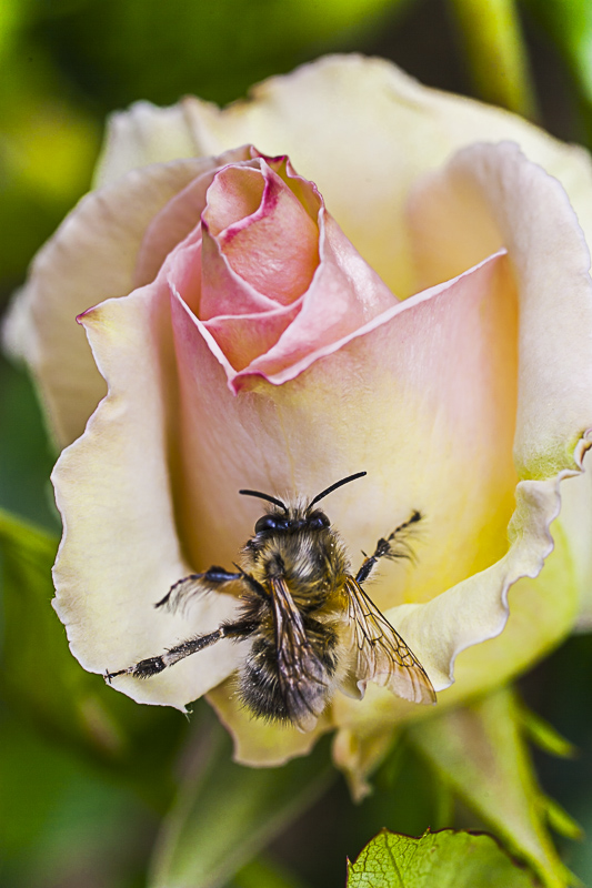 Osmie sur une rose Pierre de Ronsard