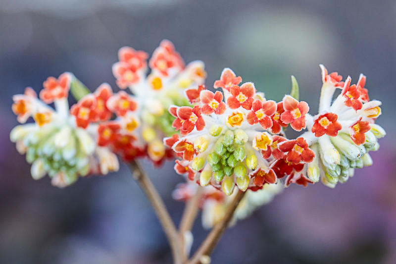 Edgeworthia Red Dragon en fleurs