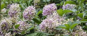 Hydrangea Thelenn alias Yamato