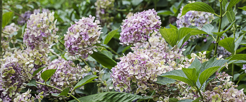 Hydrangea Thelenn alias Yamato