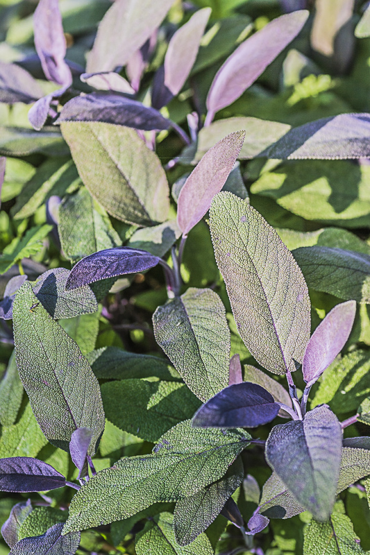 Salvia officinalis Purpurea