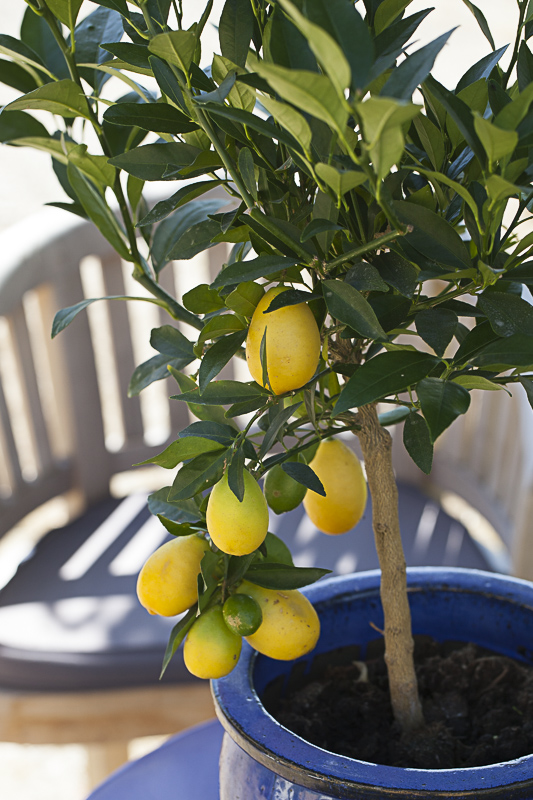 Portrait du limequat 'Eustis' cultivé en pot, un agrume utilisé comme le citron et de culture facile.