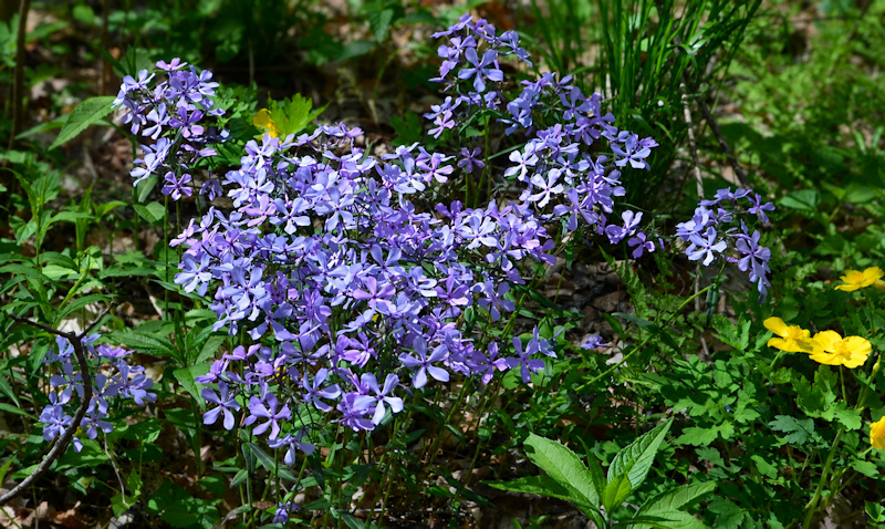 Phlox divaricata laphamii crédit Evan Barker, domaine public.