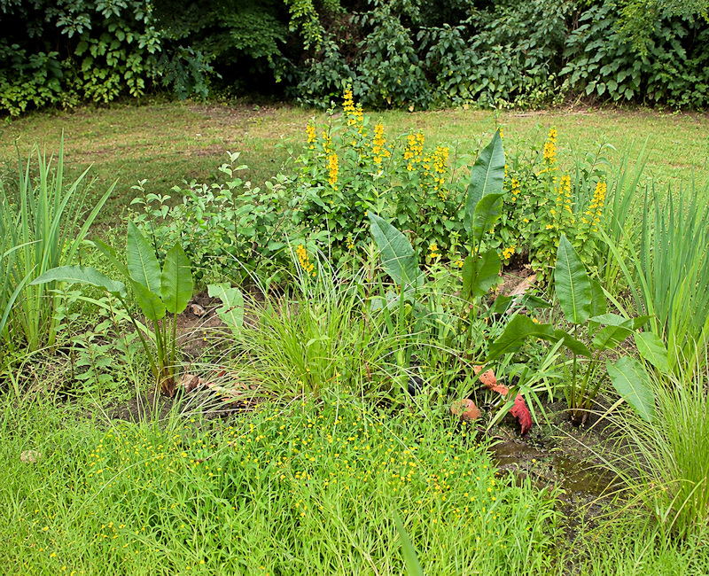 Petit jardin de pluie